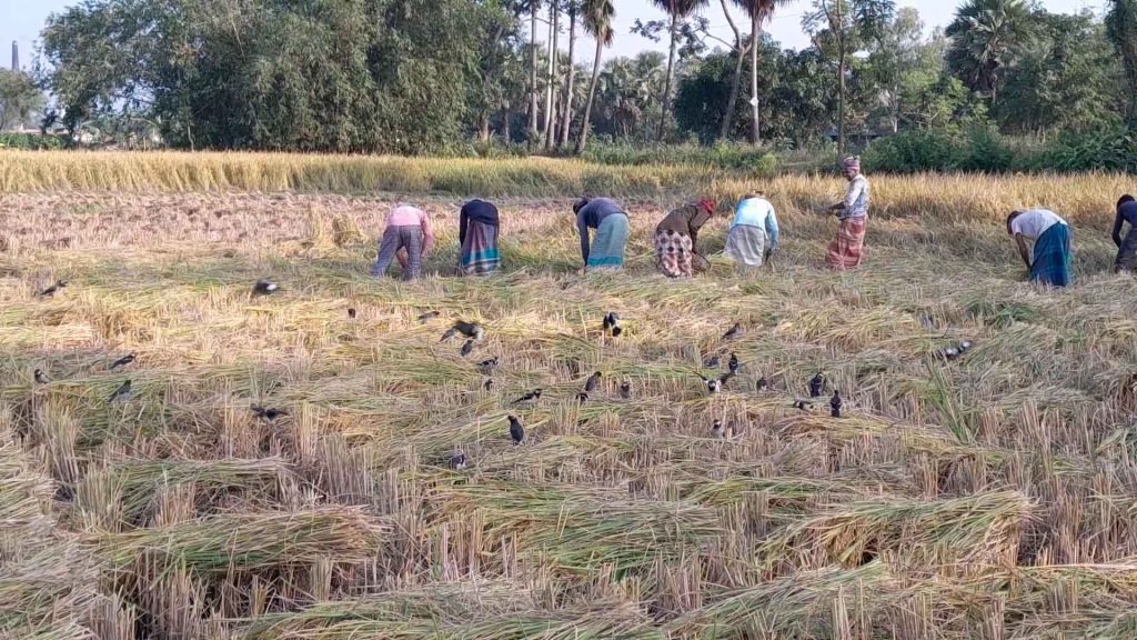 চুয়াডাঙ্গায় নবান্নের আমেজে আমন ধান কাটা-মাড়াইয়ে ব্যস্ত চাষীরা