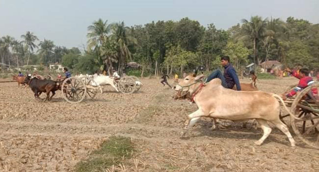 জীবননগরে গরুর গাড়ি দৌঁড় প্রতিযোগিতা